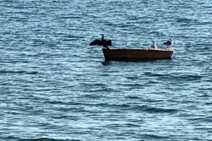 Πουλί πάνω σε βάρκα