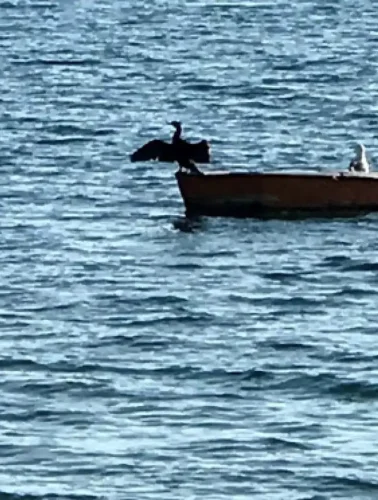 Πουλί πάνω σε βάρκα