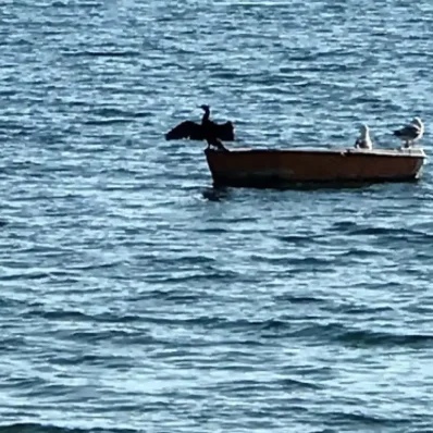 Πουλί πάνω σε βάρκα