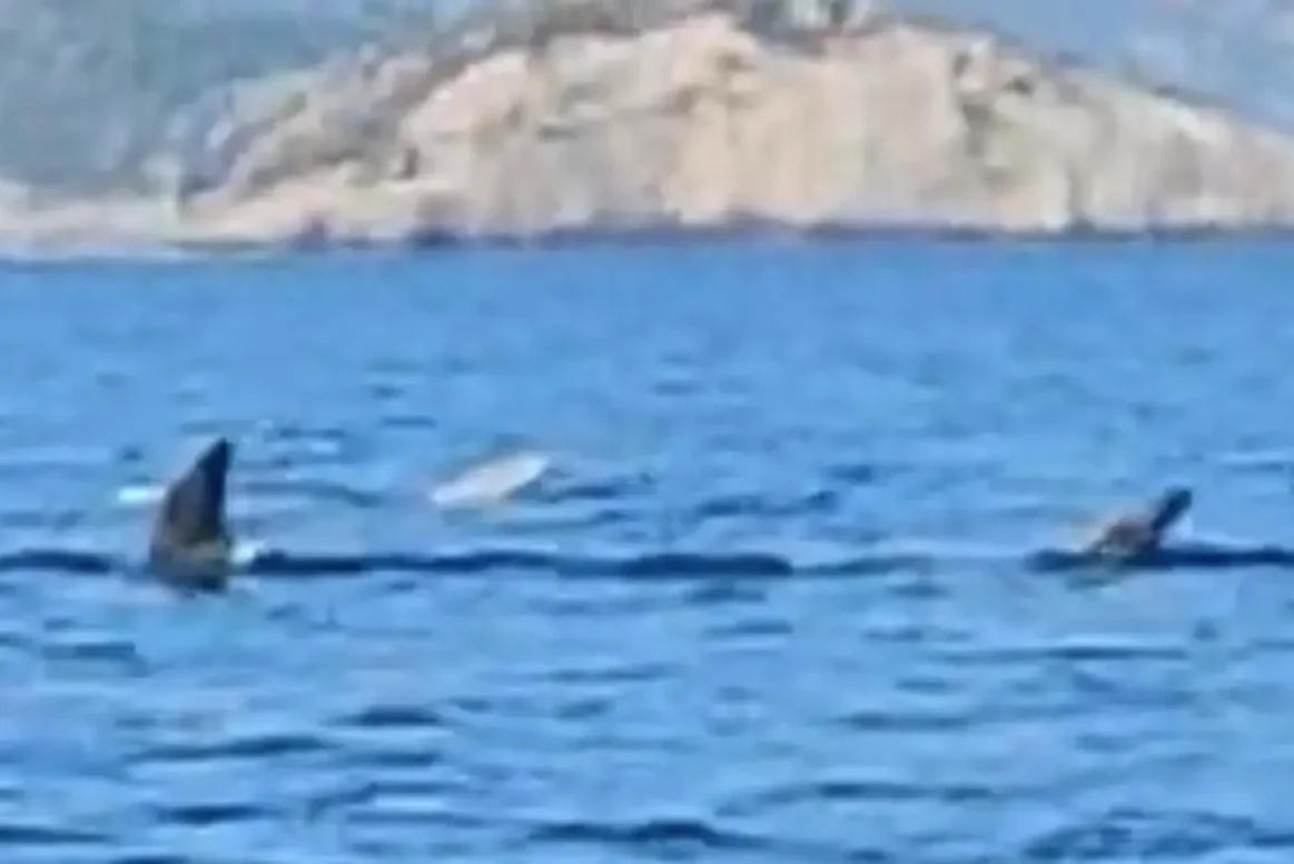 Κάτι απίστευτο είδε σε θάλασσα στην Εύβοια