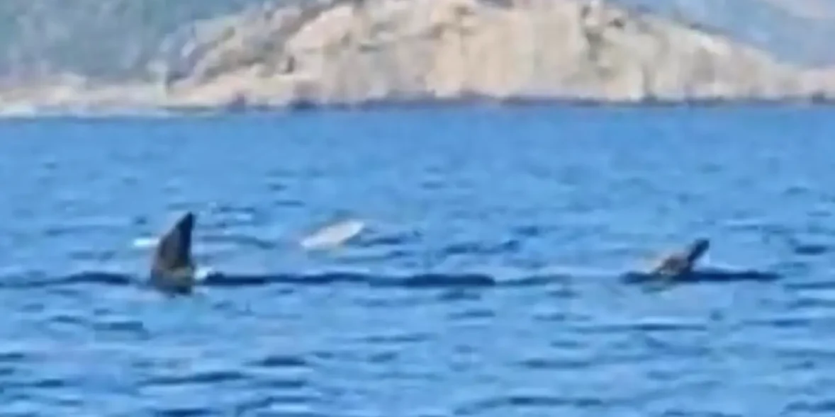 Κάτι απίστευτο είδε σε θάλασσα στην Εύβοια