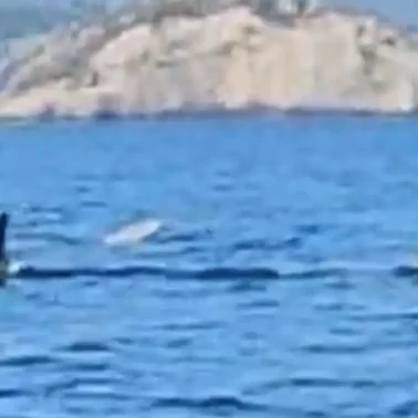 Κάτι απίστευτο είδε σε θάλασσα στην Εύβοια