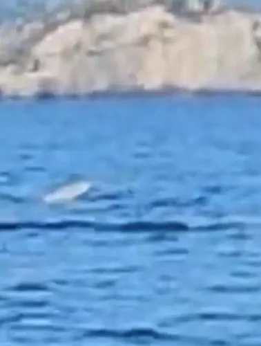 Κάτι απίστευτο είδε σε θάλασσα στην Εύβοια