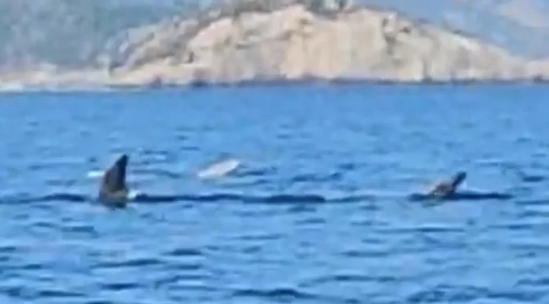 Κάτι απίστευτο είδε σε θάλασσα στην Εύβοια