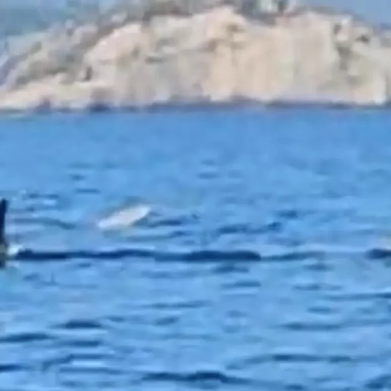 Κάτι απίστευτο είδε σε θάλασσα στην Εύβοια