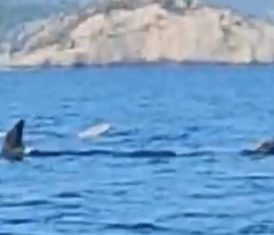 Κάτι απίστευτο είδε σε θάλασσα στην Εύβοια