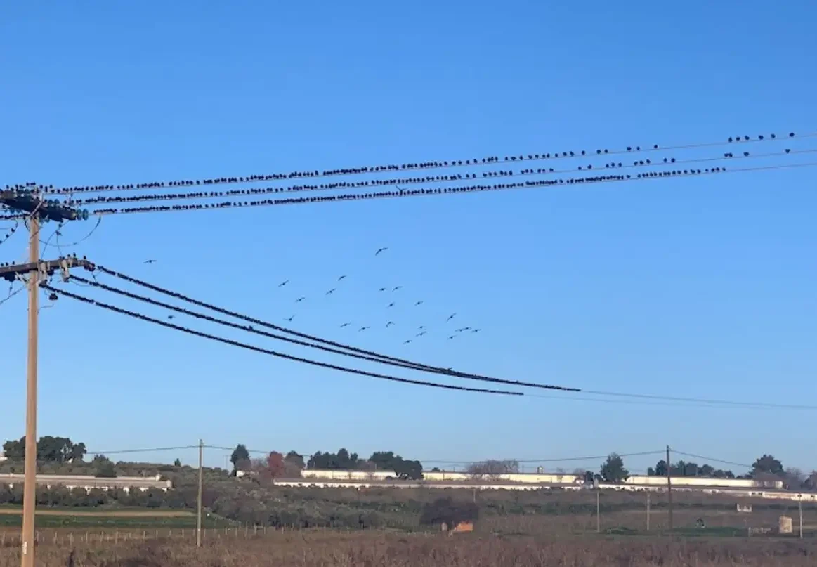 Πουλιά σε κολώνα ηλεκτρισμού