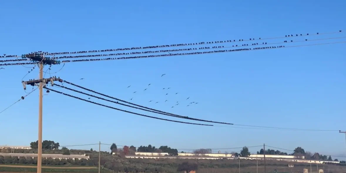 Πουλιά σε κολώνα ηλεκτρισμού