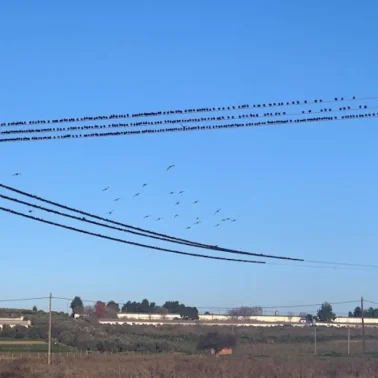 Πουλιά σε κολώνα ηλεκτρισμού