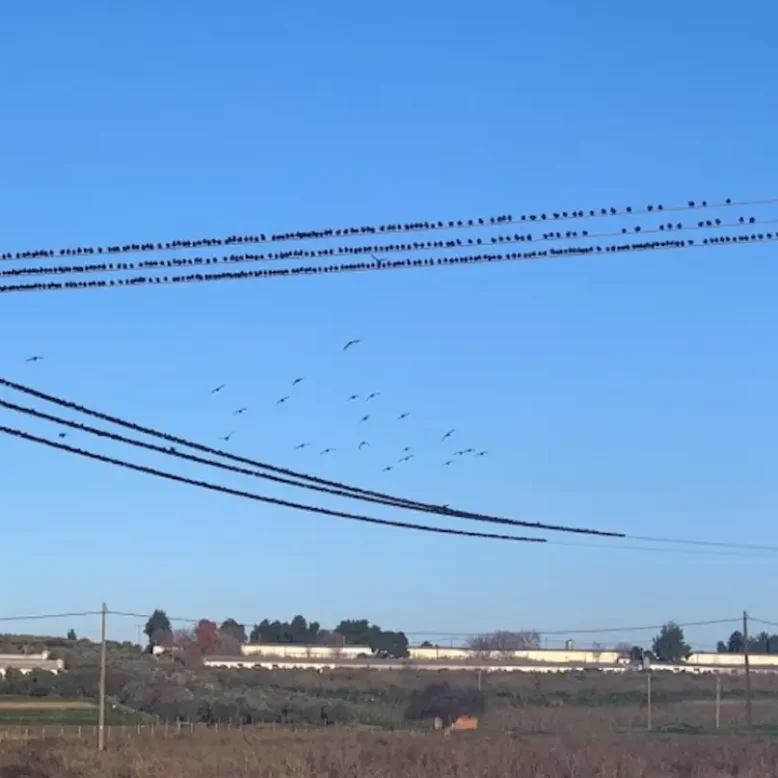 Πουλιά σε κολώνα ηλεκτρισμού