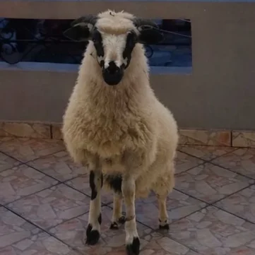 Πρόβατο