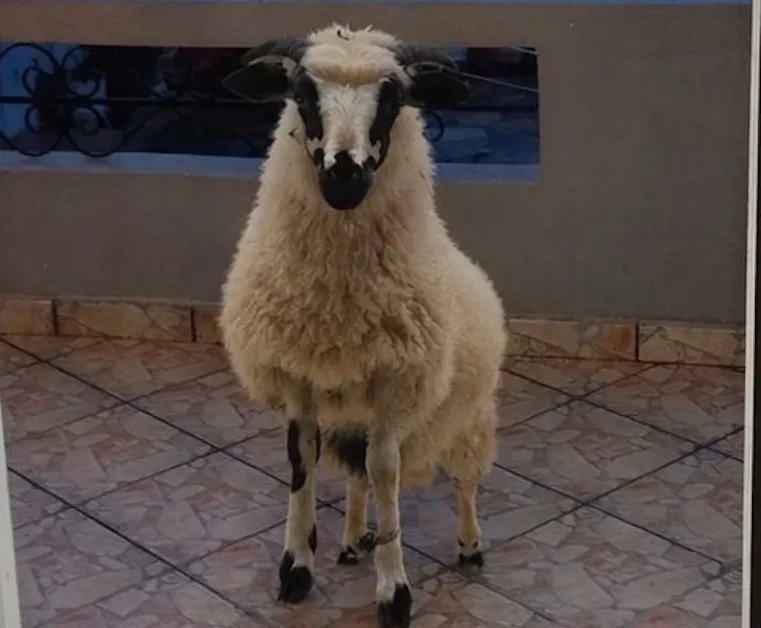 Πρόβατο