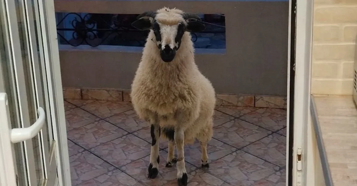 Πρόβατο