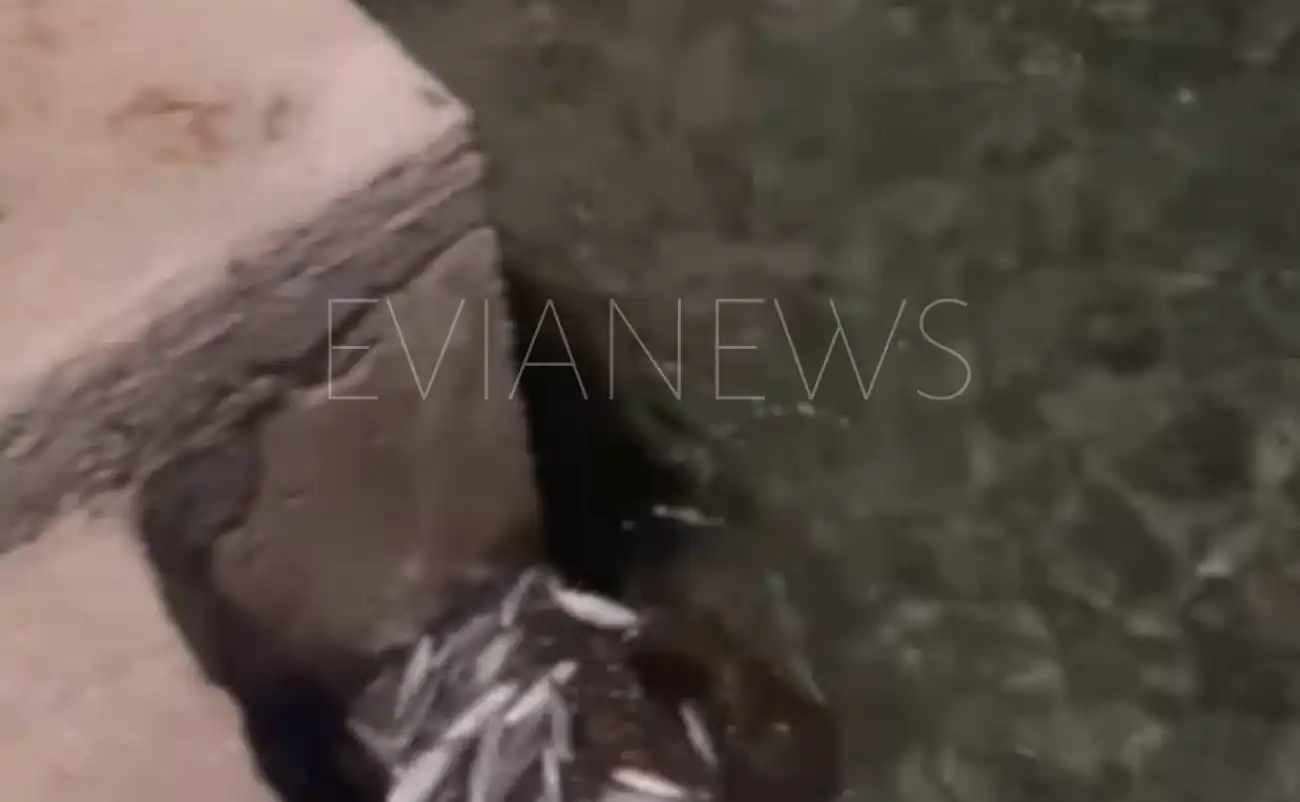 Εύβοια: Έπαθαν πλάκα με αυτά που πετάγονταν θάλασσα στον Αλμυροπόταμο