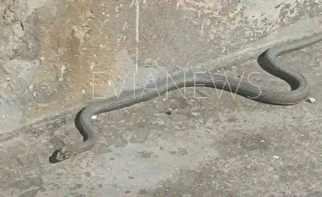 Εύβοια φίδι