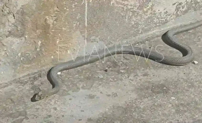 Εύβοια φίδι