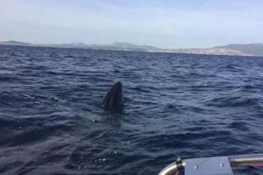 Φάλαινα στην Εύβοια
