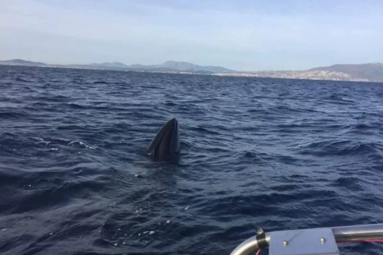 Φάλαινα στην Εύβοια