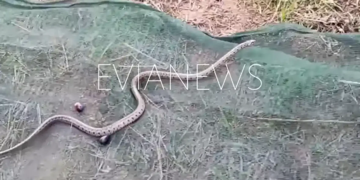 Φίδι χωράφι