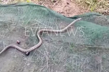 Φίδι χωράφι