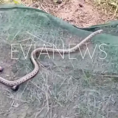 Φίδι χωράφι