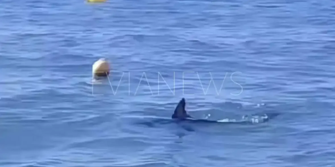 Μεγάλο ψάρι στη θάλασσα