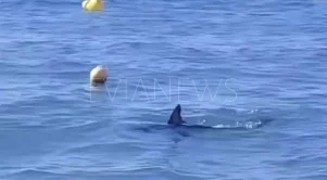 Μεγάλο ψάρι στη θάλασσα