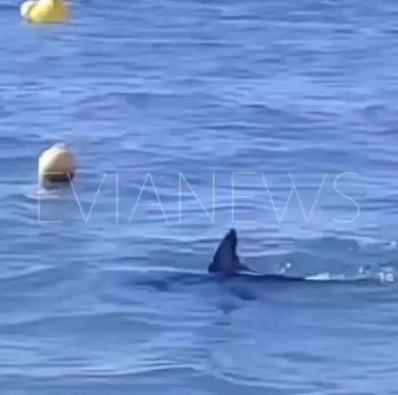 Μεγάλο ψάρι στη θάλασσα