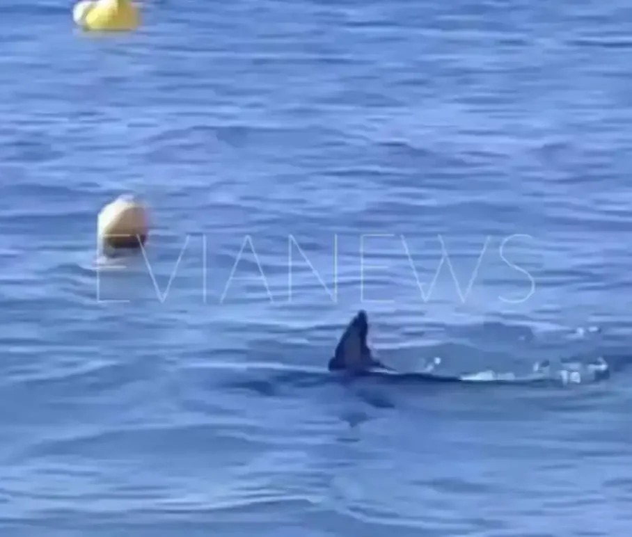 Μεγάλο ψάρι στη θάλασσα