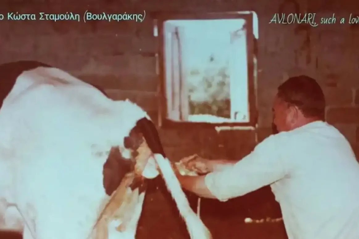 Η στιγμή που ένα μοσχαράκι έρχεται στη ζωή μέσα σε έναν στάβλο