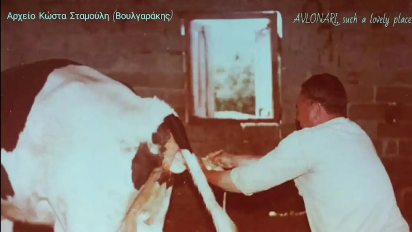 Η στιγμή που ένα μοσχαράκι έρχεται στη ζωή μέσα σε έναν στάβλο