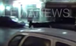 γάιδαρος στον δρόμο