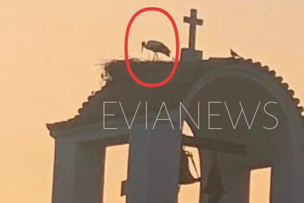 Πουλί σε καμπαναριό