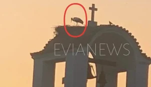 Πουλί σε καμπαναριό