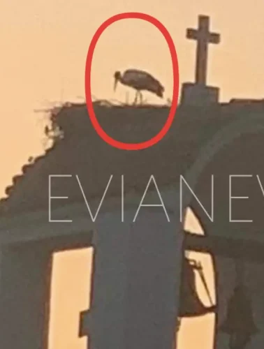 Πουλί σε καμπαναριό