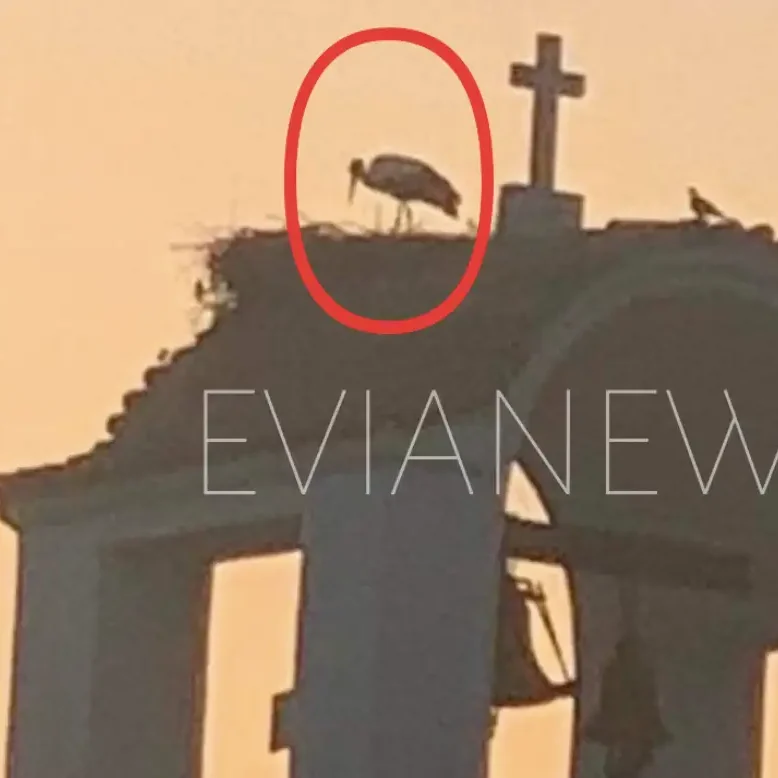 Πουλί σε καμπαναριό