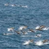 Δελφίνια στην Εύβοια