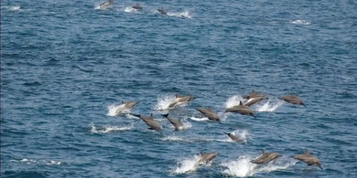 Δελφίνια στην Εύβοια