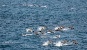 Δελφίνια στην Εύβοια