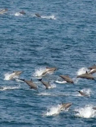 Δελφίνια στην Εύβοια