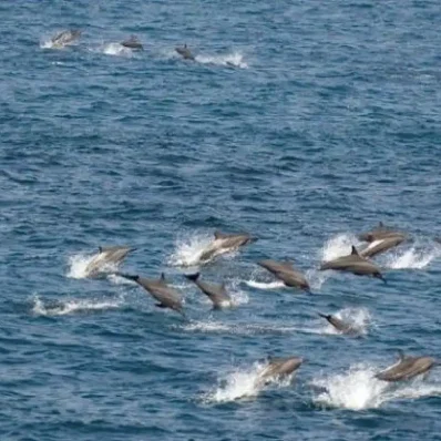 Δελφίνια στην Εύβοια