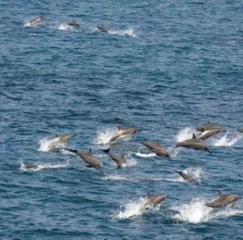Δελφίνια στην Εύβοια