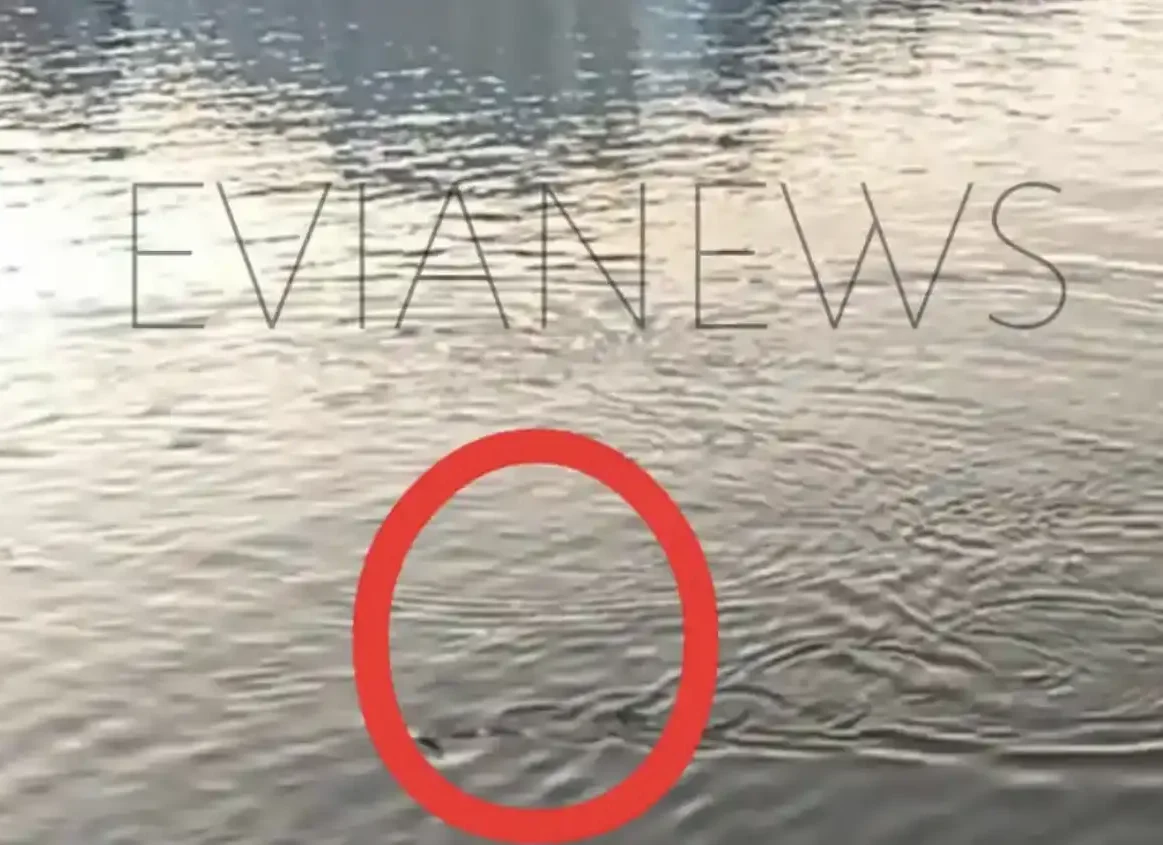 Παιχνιδιάρικο ψάρι στην παραλία της Χαλκίδας