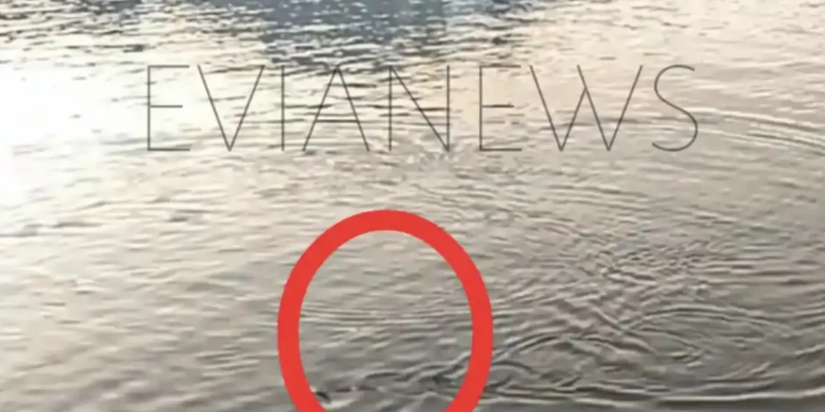 Παιχνιδιάρικο ψάρι στην παραλία της Χαλκίδας