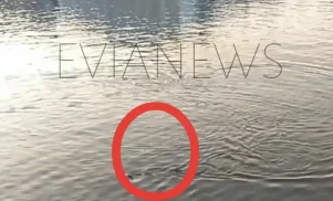 Παιχνιδιάρικο ψάρι στην παραλία της Χαλκίδας