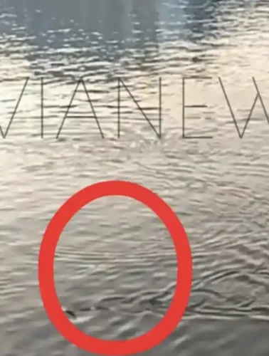 Παιχνιδιάρικο ψάρι στην παραλία της Χαλκίδας