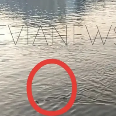 Παιχνιδιάρικο ψάρι στην παραλία της Χαλκίδας