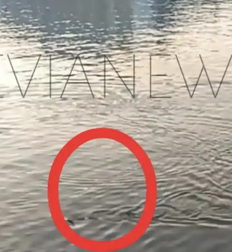 Παιχνιδιάρικο ψάρι στην παραλία της Χαλκίδας