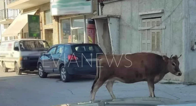 Αγελάδα