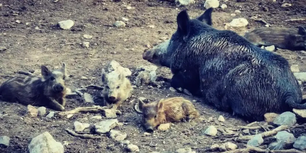 Αγριογούρουνα